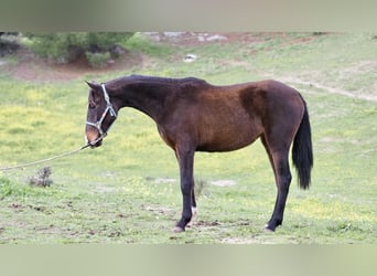 Spanisches Sportpferd, Stute, 3 Jahre, 160 cm, Rotbrauner