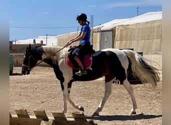 Spanisches Sportpferd, Stute, 3 Jahre, 164 cm, Schecke