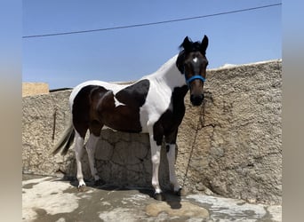 Spanisches Sportpferd, Stute, 3 Jahre, 165 cm, Schecke