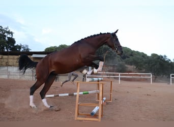 Spanisches Sportpferd Mix, Stute, 3 Jahre, 166 cm, Brauner