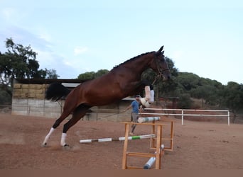 Spanisches Sportpferd Mix, Stute, 3 Jahre, 166 cm, Brauner