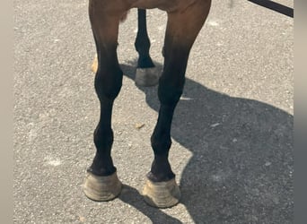 Spanisches Sportpferd, Stute, 3 Jahre, 169 cm, Brauner