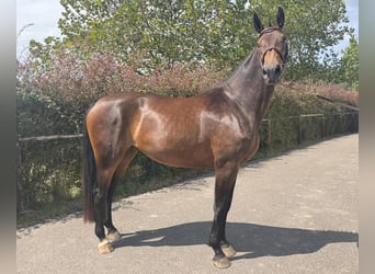 Spanisches Sportpferd, Stute, 3 Jahre, 169 cm, Brauner