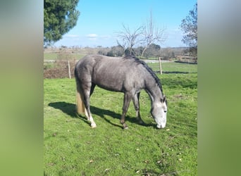 Spanisches Sportpferd, Stute, 3 Jahre, Schimmel