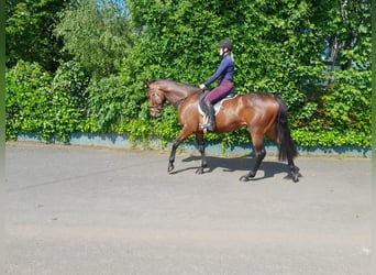 Spanisches Sportpferd, Stute, 4 Jahre, 152 cm