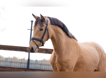 Spanisches Sportpferd, Stute, 4 Jahre, 153 cm