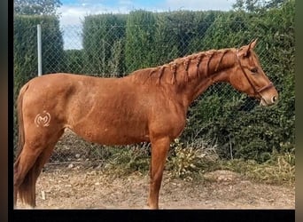 Spanisches Sportpferd, Stute, 4 Jahre, 156 cm, Fuchs