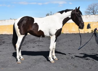 Spanisches Sportpferd, Stute, 4 Jahre, 159 cm, Schecke