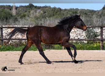 Spanisches Sportpferd, Stute, 4 Jahre, 160 cm, Brauner