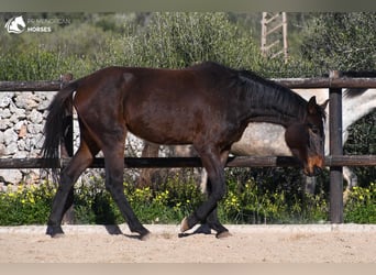 Spanisches Sportpferd, Stute, 4 Jahre, 160 cm, Brauner