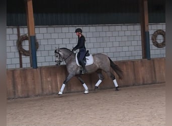Spanisches Sportpferd, Stute, 4 Jahre, 160 cm, Kann Schimmel werden