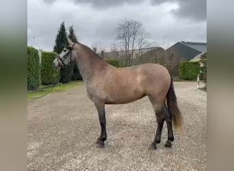 Spanisches Sportpferd, Stute, 4 Jahre, 160 cm, Kann Schimmel werden