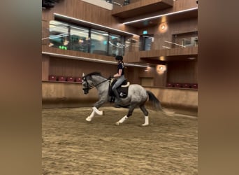 Spanisches Sportpferd, Stute, 4 Jahre, 160 cm, Schimmel