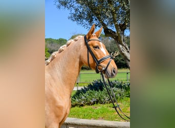 Spanisches Sportpferd, Stute, 4 Jahre, 161 cm, Palomino