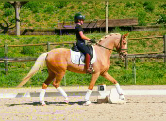 Spanisches Sportpferd, Stute, 4 Jahre, 161 cm, Palomino