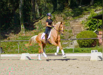 Spanisches Sportpferd, Stute, 4 Jahre, 161 cm, Palomino