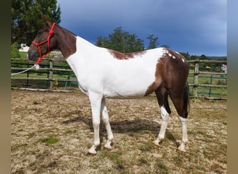 Spanisches Sportpferd, Stute, 4 Jahre, 162 cm, Schecke