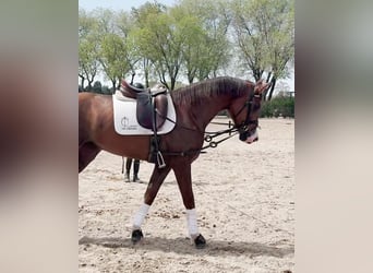Spanisches Sportpferd, Stute, 4 Jahre, 165 cm