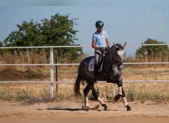 Spanisches Sportpferd, Stute, 4 Jahre, 169 cm, Schimmel