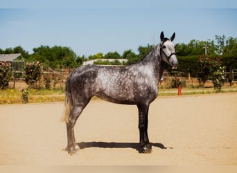 Spanisches Sportpferd, Stute, 4 Jahre, 170 cm, Apfelschimmel