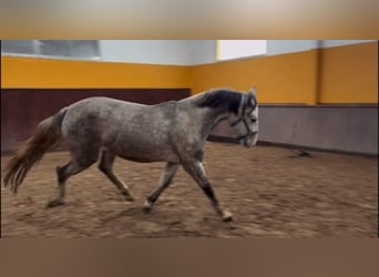Spanisches Sportpferd, Stute, 4 Jahre, Schimmel