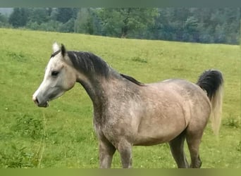 Spanisches Sportpferd, Stute, 5 Jahre, 154 cm, Fliegenschimmel