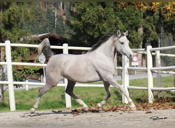Spanisches Sportpferd, Stute, 5 Jahre, 154 cm, Fliegenschimmel