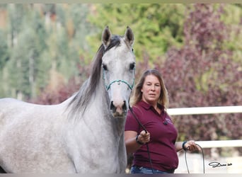 Spanisches Sportpferd, Stute, 5 Jahre, 154 cm, Fliegenschimmel
