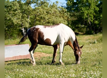 Spanisches Sportpferd, Stute, 5 Jahre, 165 cm, Tobiano-alle-Farben