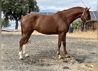 Spanisches Sportpferd, Stute, 5 Jahre, 166 cm, Fuchs