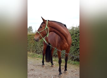 Spanisches Sportpferd, Stute, 5 Jahre, 167 cm, Brauner