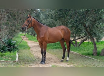 Spanisches Sportpferd, Stute, 5 Jahre, 170 cm, Brauner