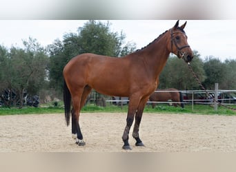 Spanisches Sportpferd, Stute, 5 Jahre, 170 cm, Brauner