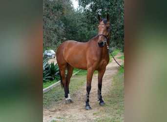 Spanisches Sportpferd, Stute, 5 Jahre, 170 cm, Brauner