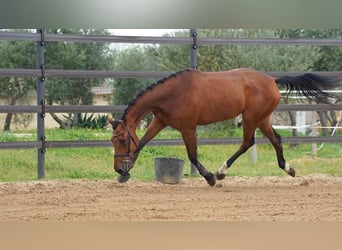 Spanisches Sportpferd, Stute, 5 Jahre, 170 cm, Brauner