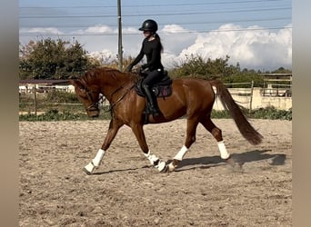 Spanisches Sportpferd, Stute, 5 Jahre, 170 cm, Fuchs
