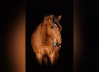 Spanisches Sportpferd, Stute, 6 Jahre, 158 cm, Brauner
