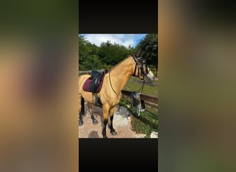 Spanisches Sportpferd, Stute, 6 Jahre, 160 cm, Falbe