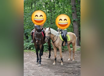 Spanisches Sportpferd, Stute, 6 Jahre, 160 cm, Palomino