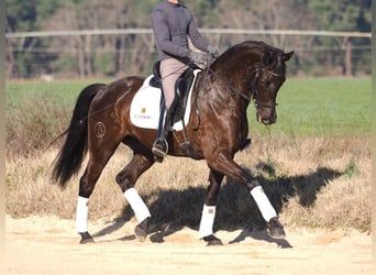 Spanisches Sportpferd, Stute, 6 Jahre, 162 cm, Dunkelbrauner