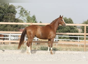 Spanisches Sportpferd, Stute, 6 Jahre, 162 cm, Fuchs