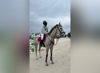 Spanisches Sportpferd, Stute, 6 Jahre, 164 cm, Apfelschimmel