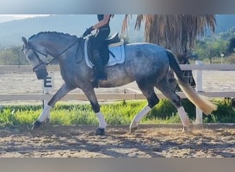 Spanisches Sportpferd, Stute, 6 Jahre, 164 cm