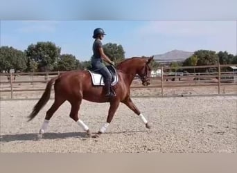 Spanisches Sportpferd, Stute, 6 Jahre, 174 cm