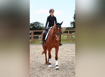 Spanisches Sportpferd, Stute, 6 Jahre, 174 cm, Fuchs