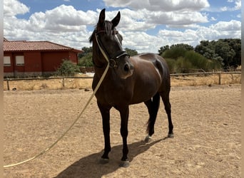 Spanisches Sportpferd, Stute, 7 Jahre, 154 cm, Rappe