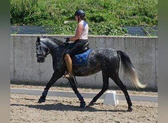 Spanisches Sportpferd Mix, Stute, 7 Jahre, 154 cm, Schimmel