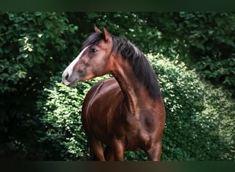 Spanisches Sportpferd, Stute, 7 Jahre, 155 cm, Brauner