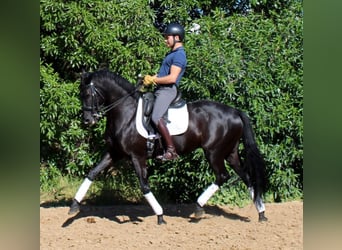 Spanisches Sportpferd, Stute, 7 Jahre, 158 cm, Rappe