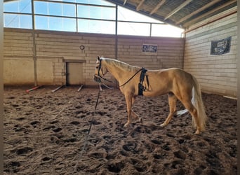 Spanisches Sportpferd, Stute, 7 Jahre, 160 cm, Palomino